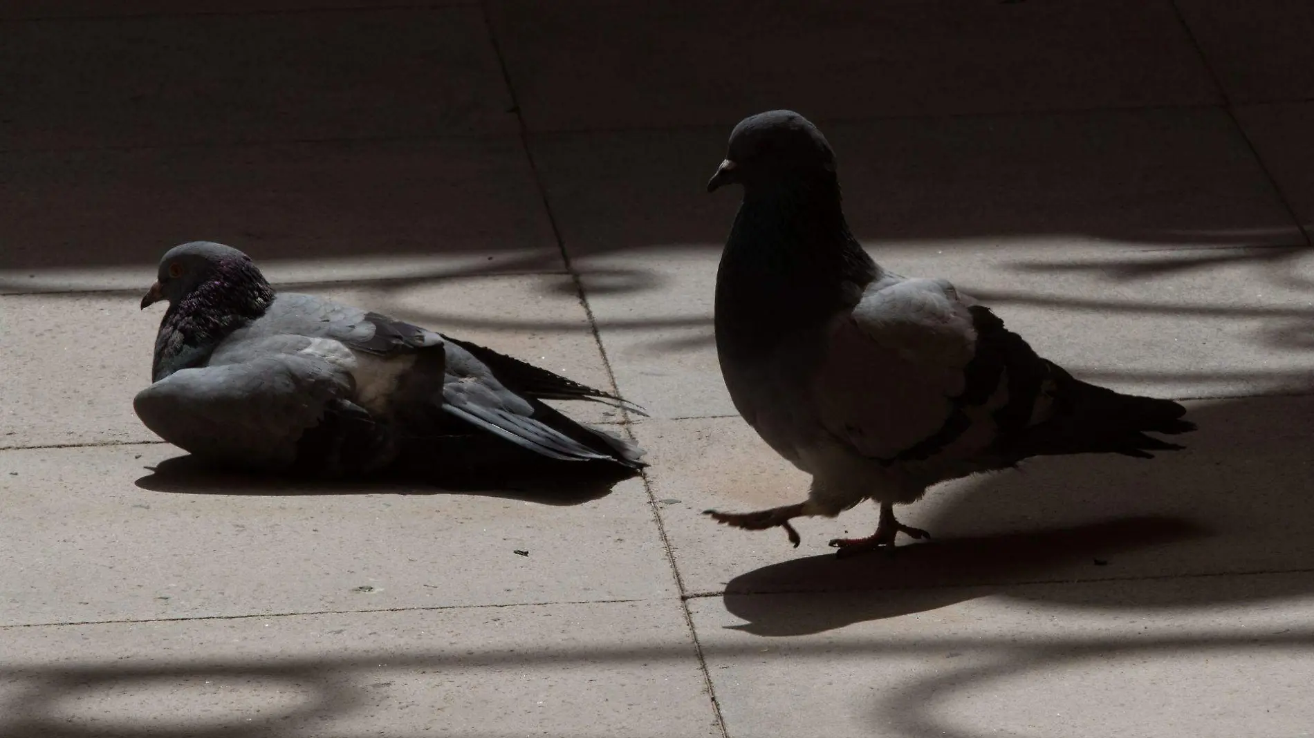 915755_Centro Histórico Palomas-1_web